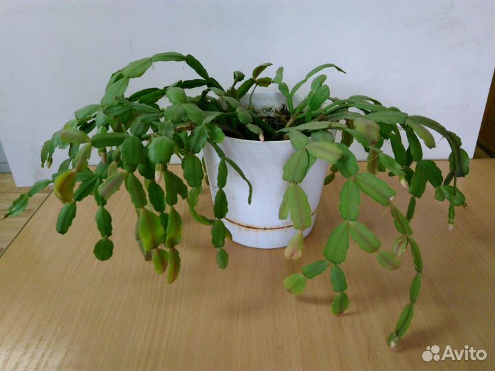 Комнатные цветы