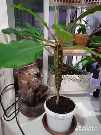 Эуфорбия /Молочай беложильчатый