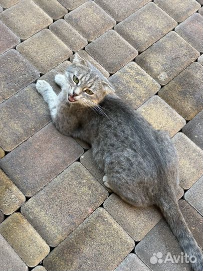 Кошка вислоухая