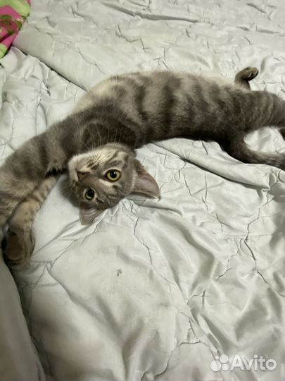 Котёнок 5месяцнв