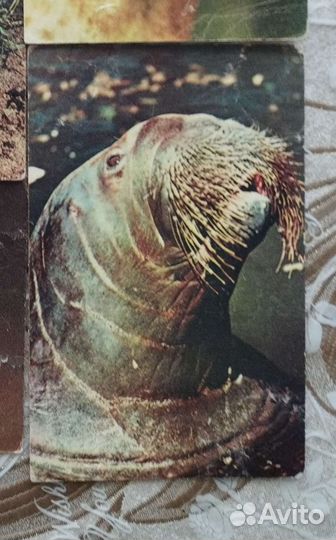 Открытки животные