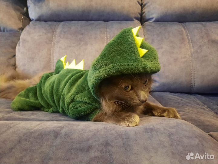 Комбинезон для кошки комбинезон для котенка Дракон