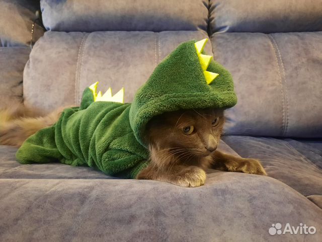 Комбинезон для кошки комбинезон для котенка Дракон