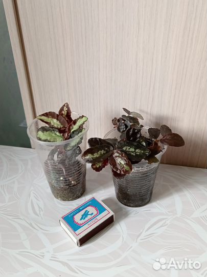 Комнатные цветы