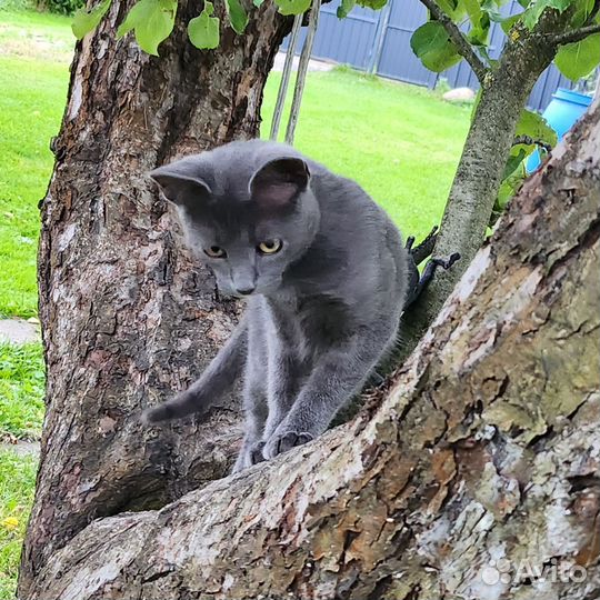 Русская голубая отдам