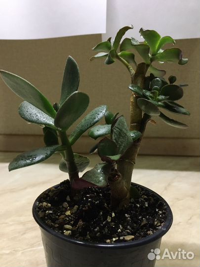 Красула (толстянка) сортавая