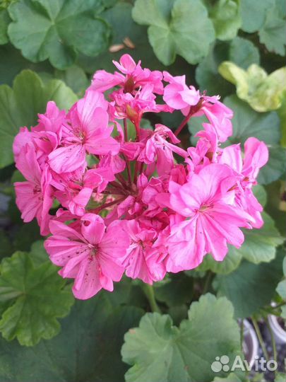 Герань пеларгония розебудная