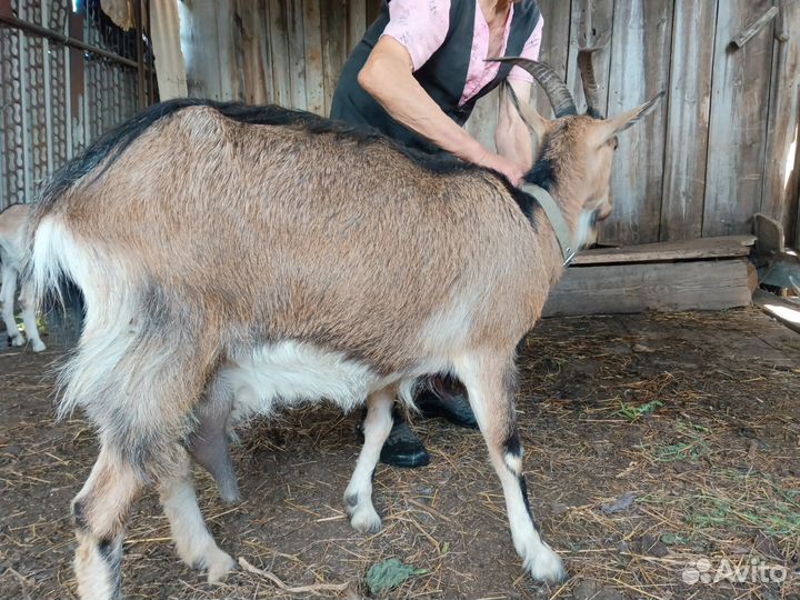 Коза дойная