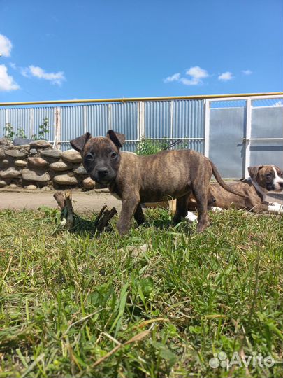 Стаффордширский терьер щенки щенок