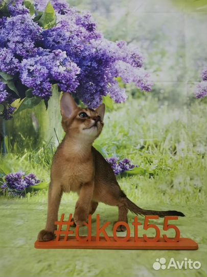 Абиссинские котята