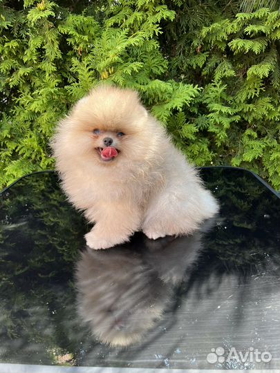Померашка девочка