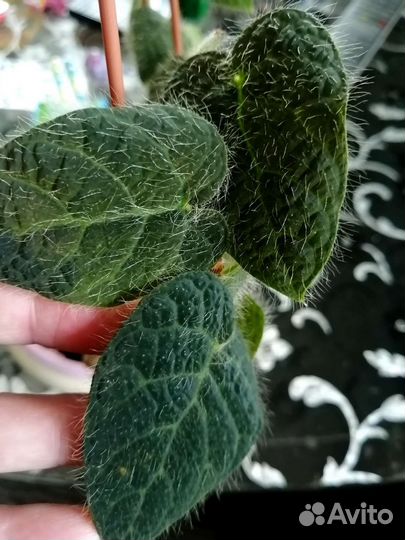 Фикусы срезом