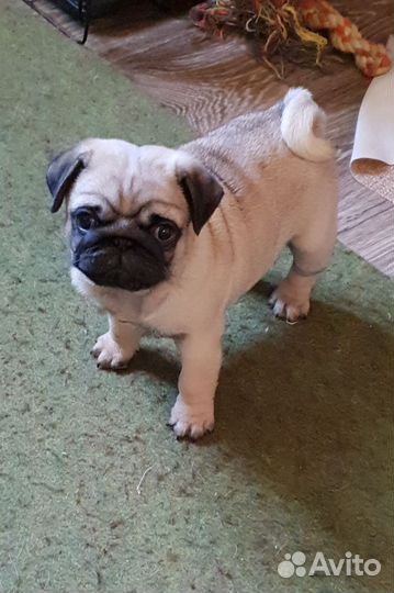 Щенки мопса мальчик и девочка свободны
