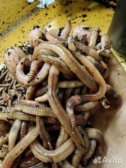 Ферма вермера