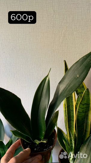 Сансевиерии в ассортименте