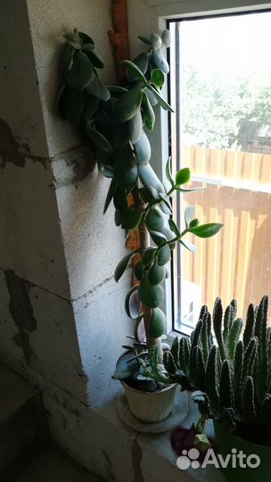 Толстянка, денежное дерево