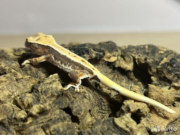 Реснитчатый бананоед малыши Lily White