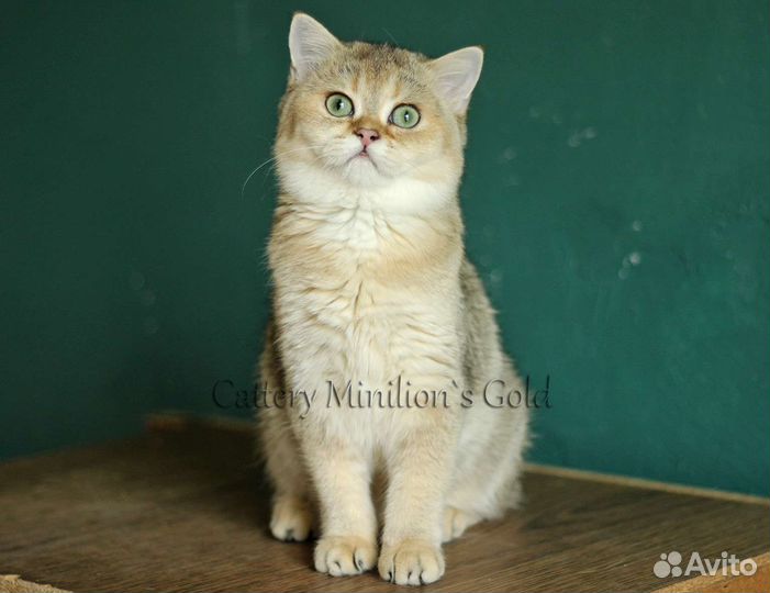 Кошечки в качестве домашних любимцев