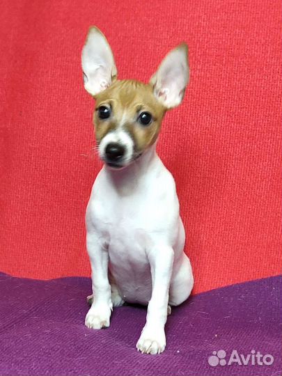 Той-фокстерьер