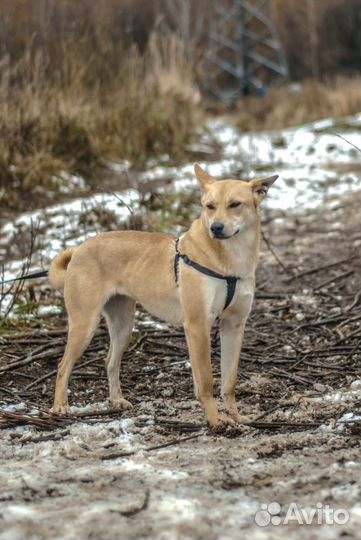 Рыжая Лисичка в добрые руки