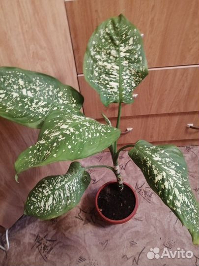 Комнатные цветы