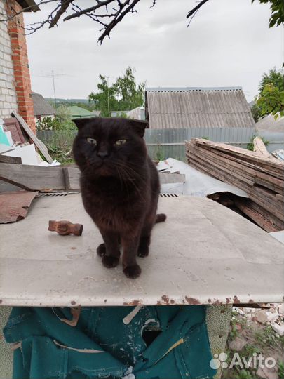 Вислоухий кот на улице
