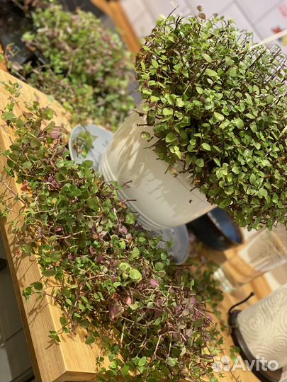 Традесканция Каллизия голд (callisia gold)