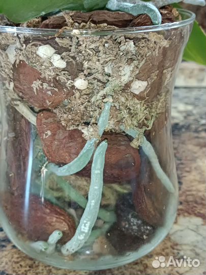 Орхидея луна роса