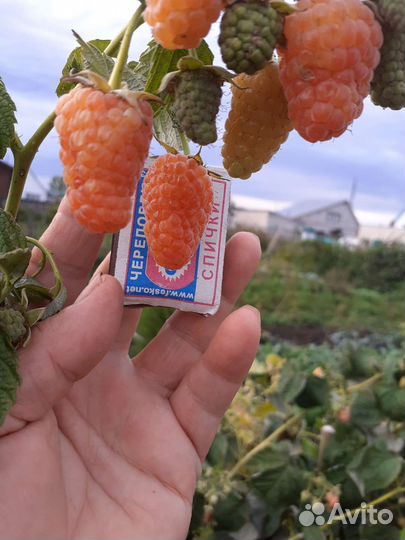 Саженцы ремонтантная малина абрикосовая