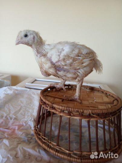 Цыплята бройлеры подрощенные