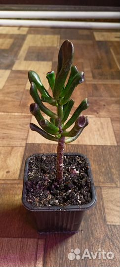 Крассула хоббит