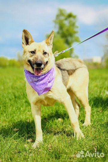 Собака из приюта