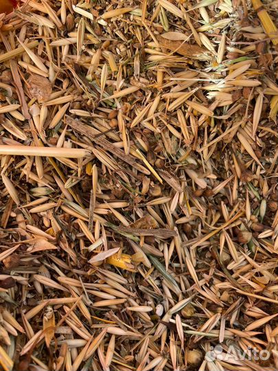 Овес полова