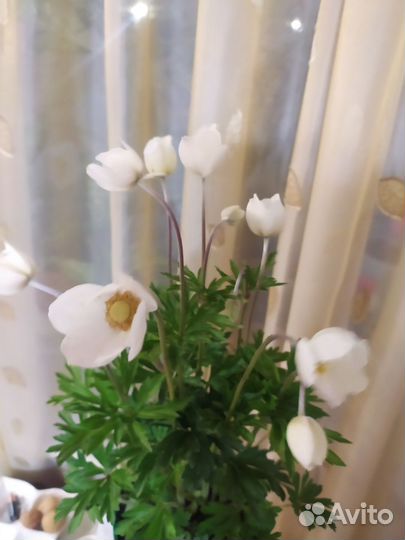 Многолетние растения Анемония