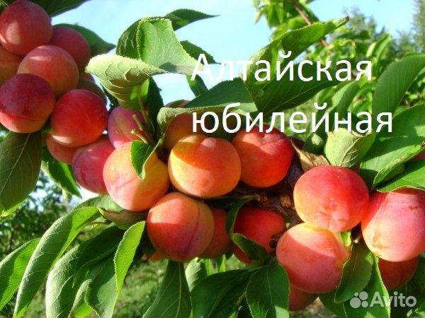 Продам саженцы сливы и гибридов