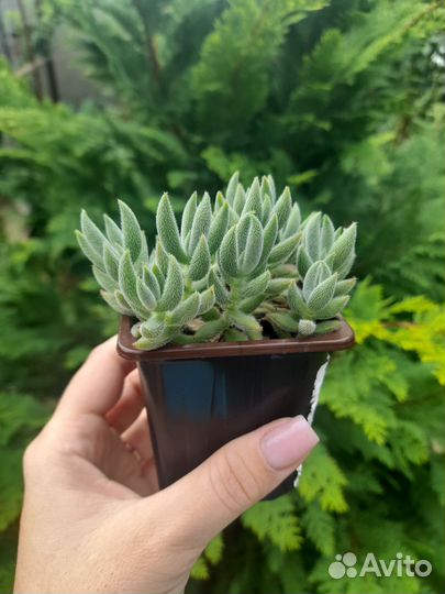 Крассула (толстянка) Crassula mesembryanthemoides