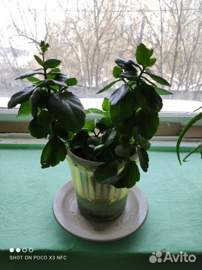 Комнатные цветы