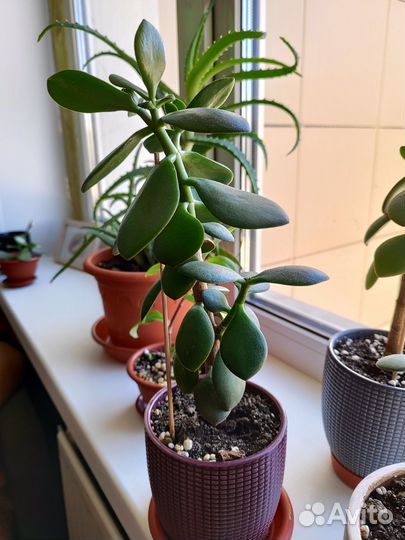 Толстянка (денежное дерево)