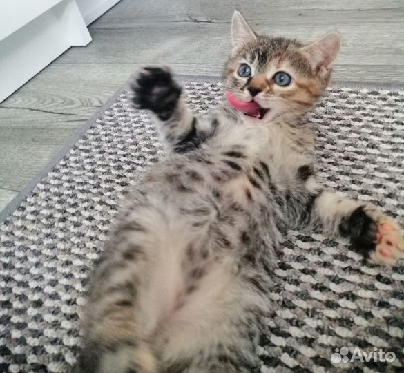 Отдам котенка в добрые руки