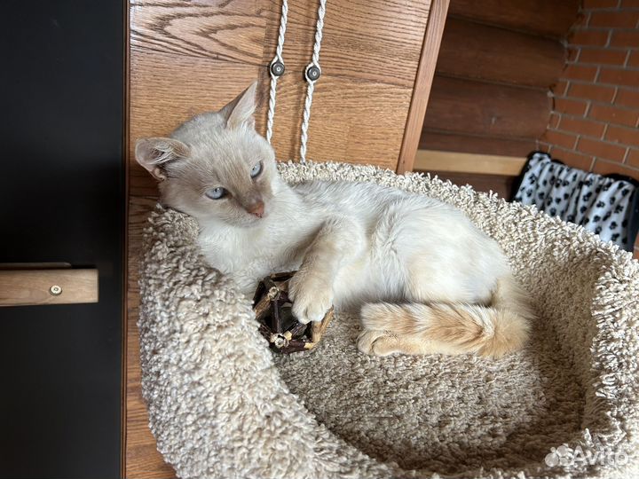 Кошка в дар