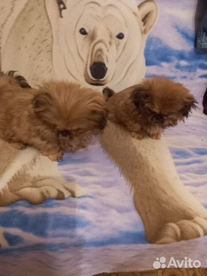 Щенки пекинеса