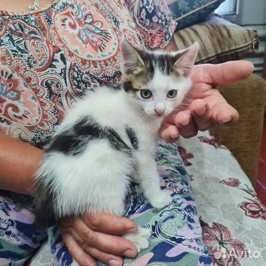 Котята