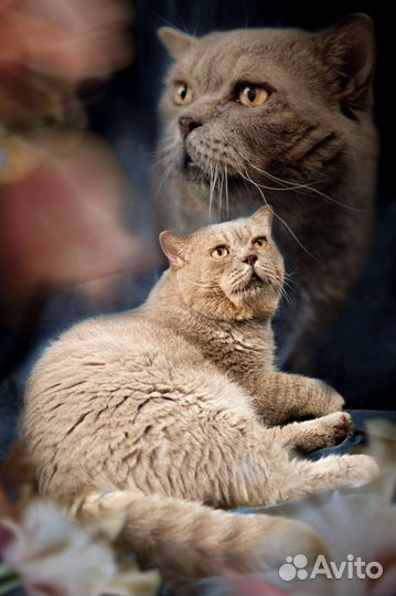 Британский кот