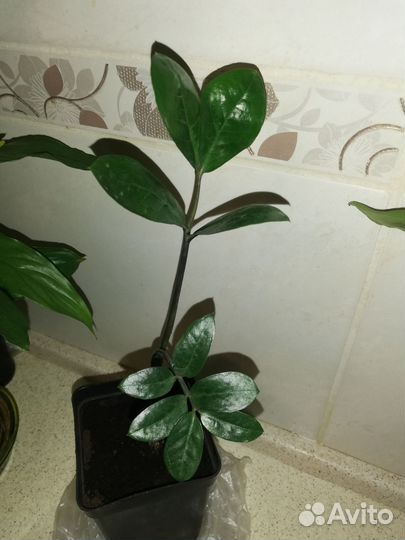 Замиокулькас