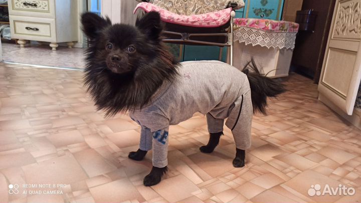 Шлейка,поводок,когтерезка комбинезон для собак