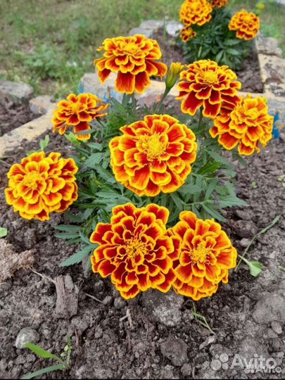 Рассада бархатцев под заказ после пикировки