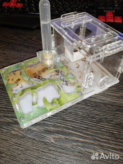 Формикарий, муравьи Messor Structor