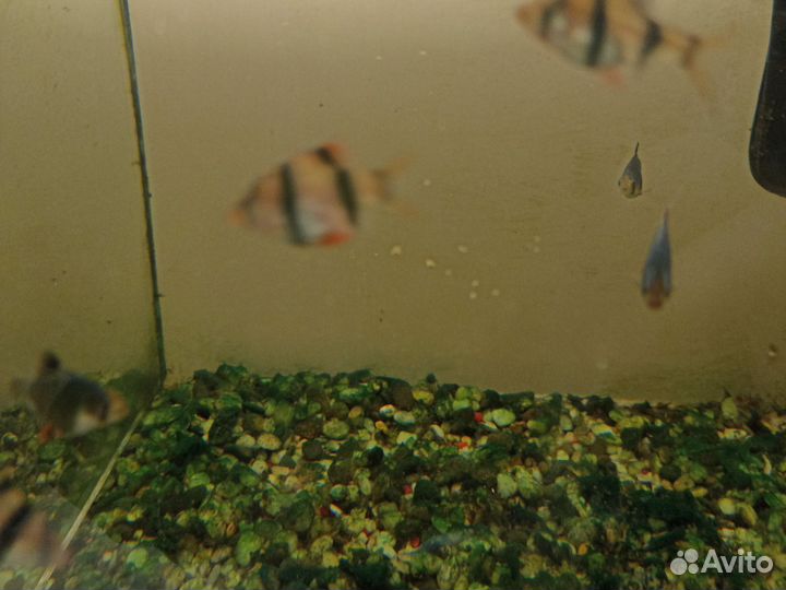 Рыбки разные