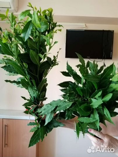 Саженцы Лавровый лист