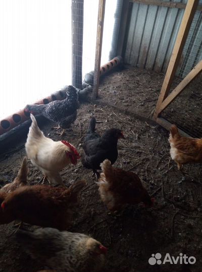 Петух породы Ломан браун Доминант